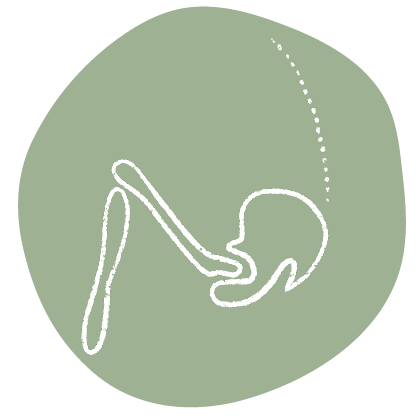 Icon featuring a hip and spine simplified anatomic illustration.